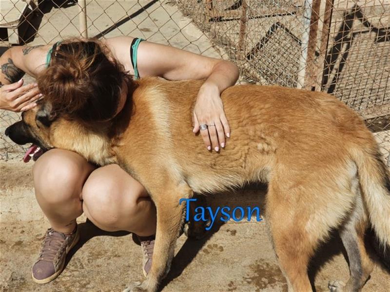 Tayson 06/2020 (ESP) - sportbegeisterter, cleverer Malinois sucht rasseerfahrenes Zuhause!