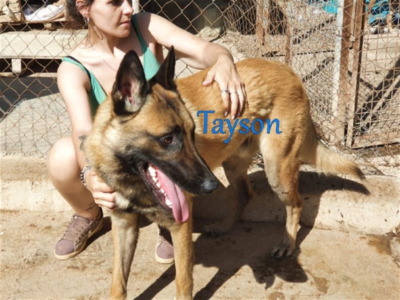 Tayson 06/2020 (ESP) - sportbegeisterter, cleverer Malinois sucht rasseerfahrenes Zuhause!