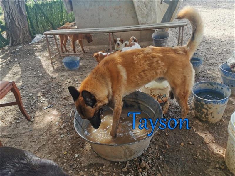 Tayson 06/2020 (ESP) - sportbegeisterter, cleverer Malinois sucht rasseerfahrenes Zuhause!