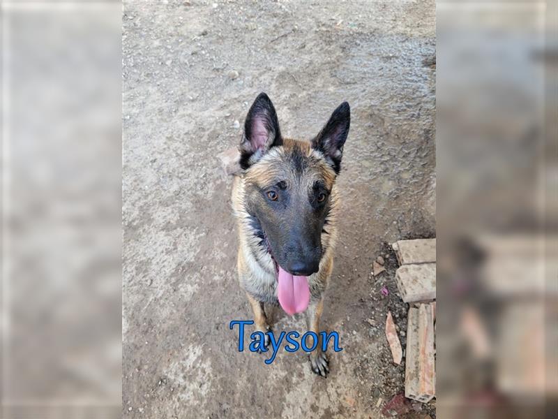 Tayson 06/2020 (ESP) - sportbegeisterter, cleverer Malinois sucht rasseerfahrenes Zuhause!