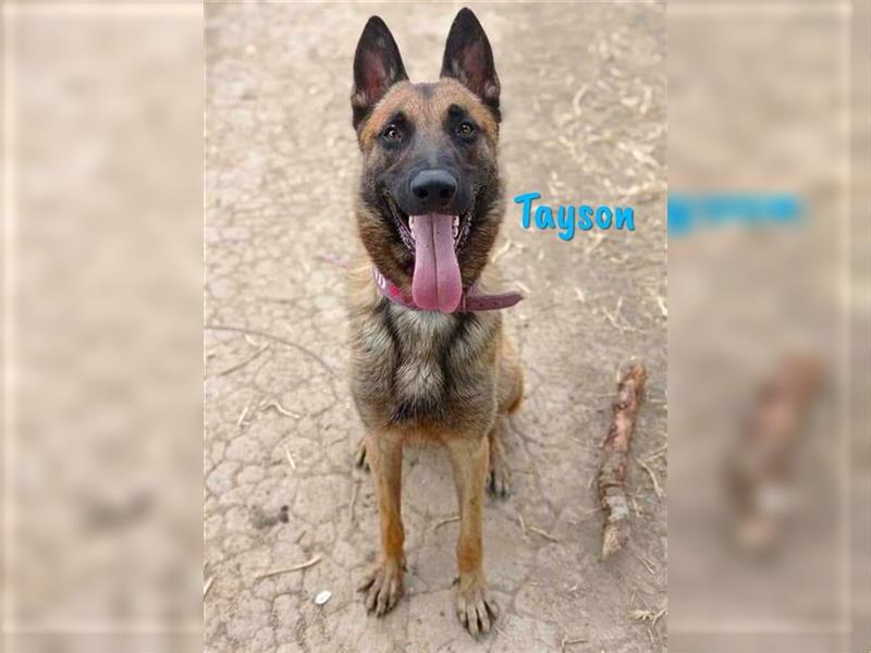 Tayson 06/2020 (ESP) - sportbegeisterter, cleverer Malinois sucht rasseerfahrenes Zuhause!