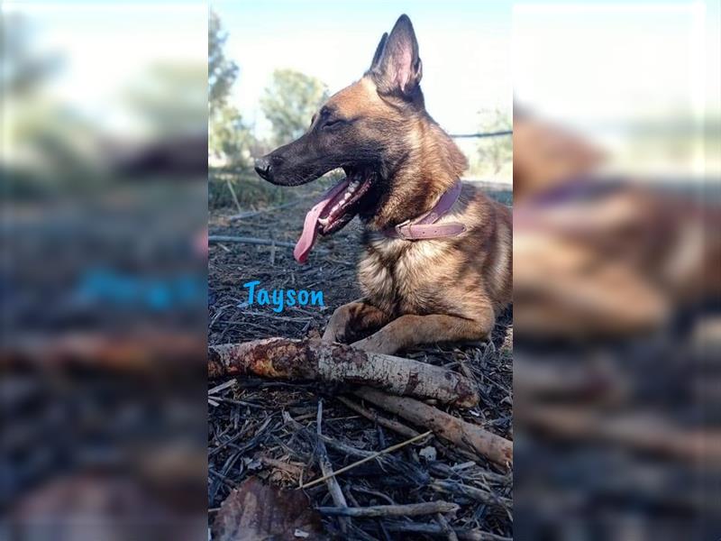 Tayson 06/2020 (ESP) - sportbegeisterter, cleverer Malinois sucht rasseerfahrenes Zuhause!