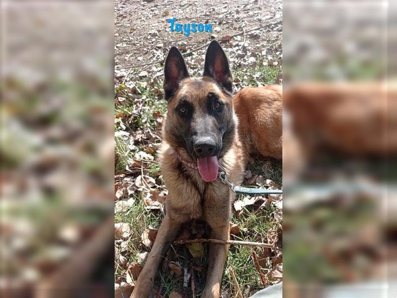 Tayson 06/2020 (ESP) - sportbegeisterter, cleverer Malinois sucht rasseerfahrenes Zuhause!