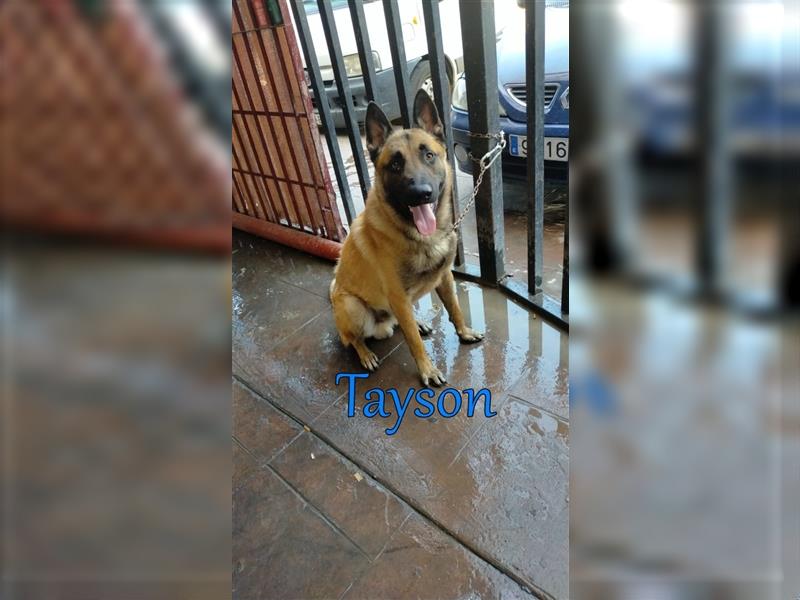 Tayson 06/2020 (ESP) - sportbegeisterter, cleverer Malinois sucht rasseerfahrenes Zuhause!