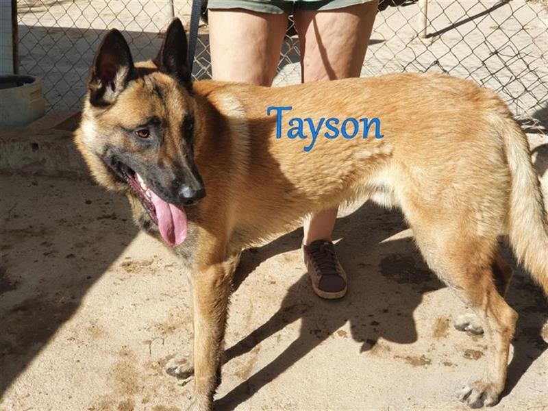 Tayson 06/2020 (ESP) - sportbegeisterter, cleverer Malinois sucht rasseerfahrenes Zuhause!