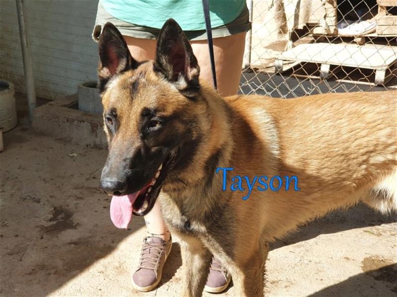 Tayson 06/2020 (ESP) - sportbegeisterter, cleverer Malinois sucht rasseerfahrenes Zuhause!