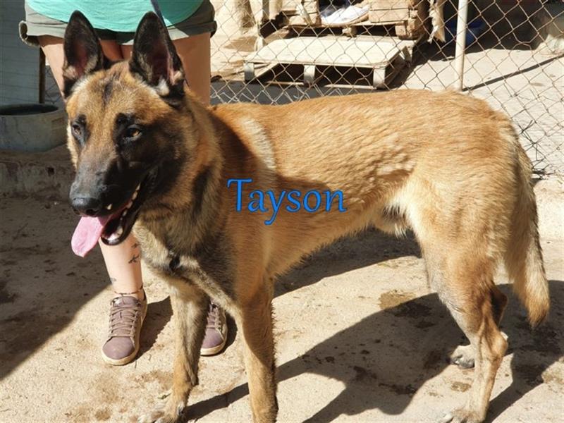 Tayson 06/2020 (ESP) - sportbegeisterter, cleverer Malinois sucht rasseerfahrenes Zuhause!