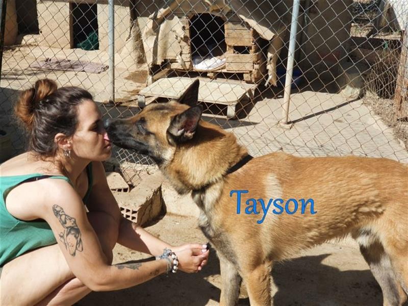 Tayson 06/2020 (ESP) - sportbegeisterter, cleverer Malinois sucht rasseerfahrenes Zuhause!