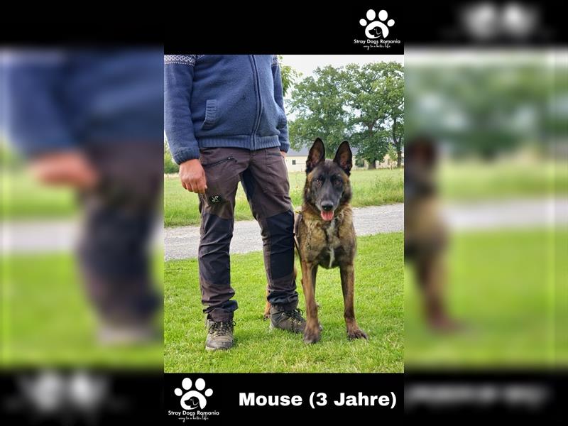Mouse Malinois Mix sucht Dich