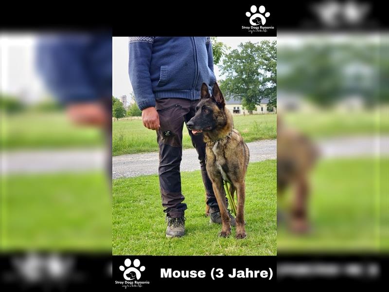 Mouse Malinois Mix sucht Dich