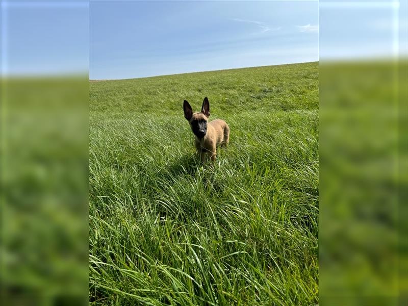 Malinois- Deutscherschäferhund Welpe