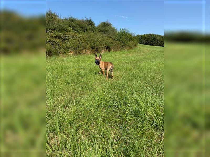 Malinois Welpe 15 Wochen