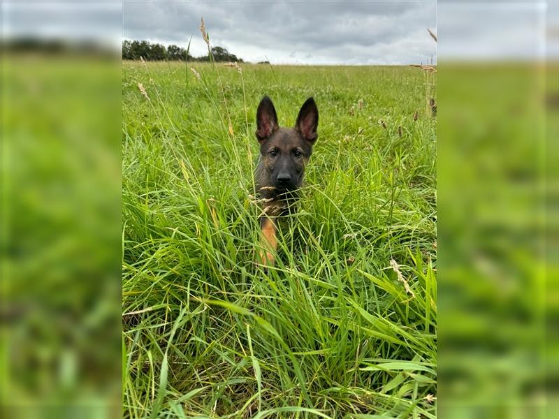 Malinois- Deutscheschäferhund Welpe