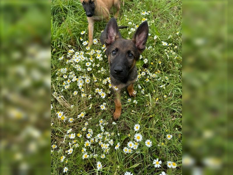 Malinois- Deutscheschäferhund Welpe