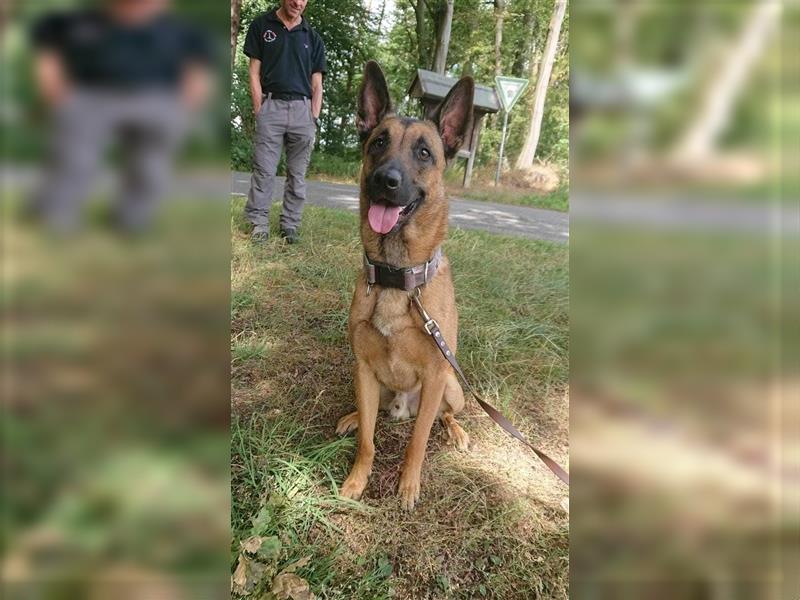 Godi - der freundliche, Menschenbezogene Malinois