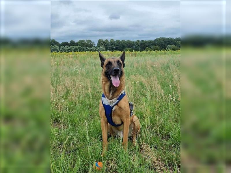 Godi - der freundliche, Menschenbezogene Malinois