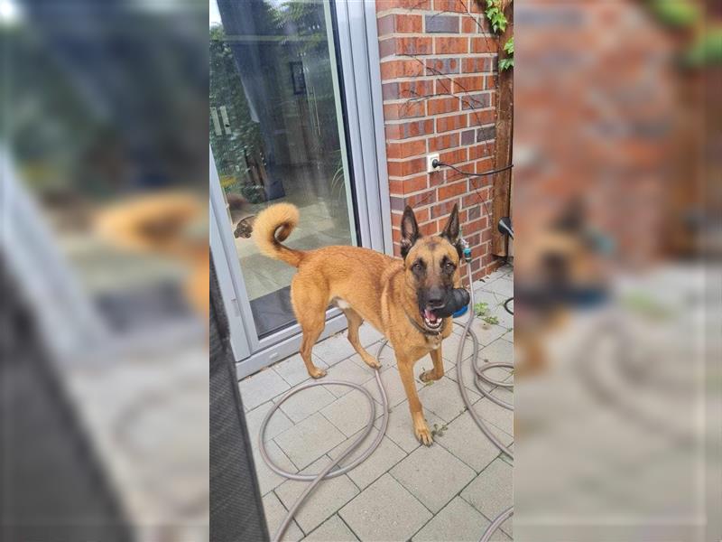 Godi - der freundliche, Menschenbezogene Malinois