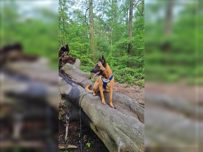 Godi - der freundliche, Menschenbezogene Malinois