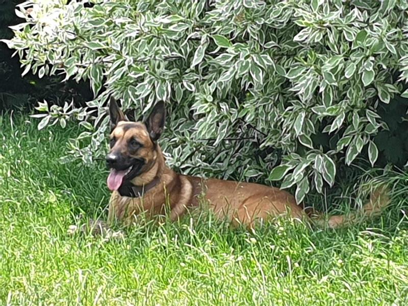 Godi - der freundliche, Menschenbezogene Malinois