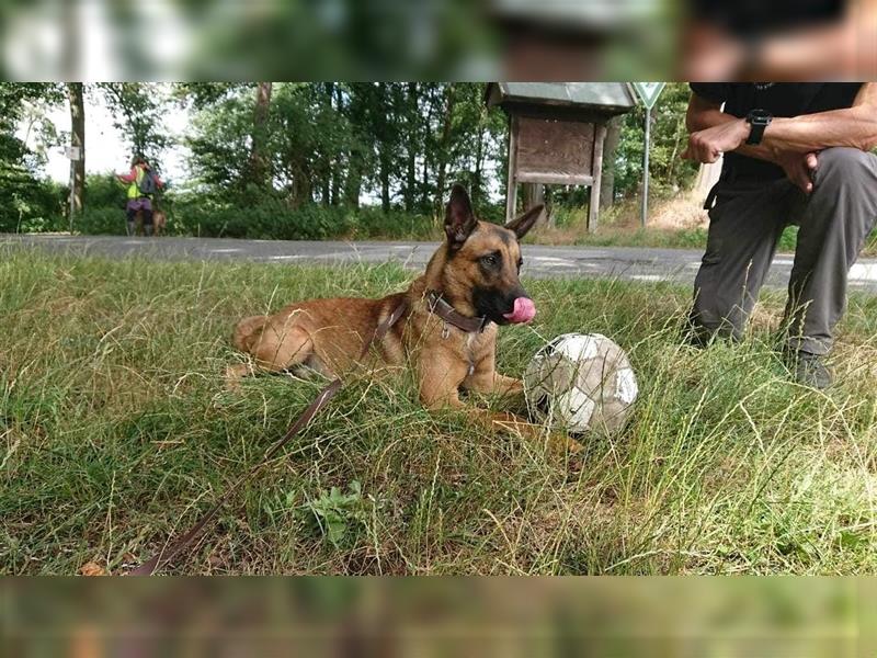 Godi - der freundliche, Menschenbezogene Malinois