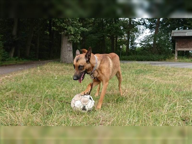 Godi - der freundliche, Menschenbezogene Malinois