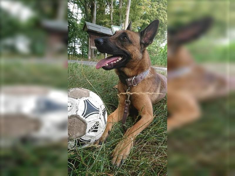 Godi - der freundliche, Menschenbezogene Malinois