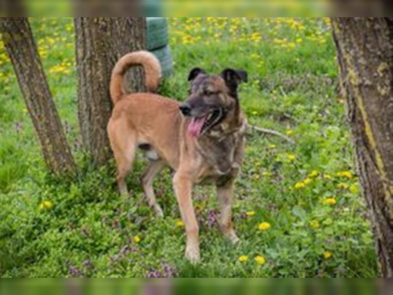 SANTOS - das quirlige Powerpaket sucht hundeerfahrene Menschen zum Trainieren und Kuscheln