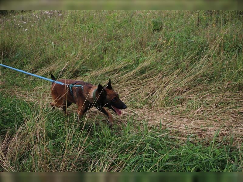 DRINGEND: Verständnisvolles Zuhause für blinden Malinoisrüden gesucht