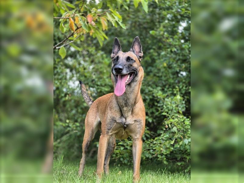 Malinois (X-Herder ) welpen