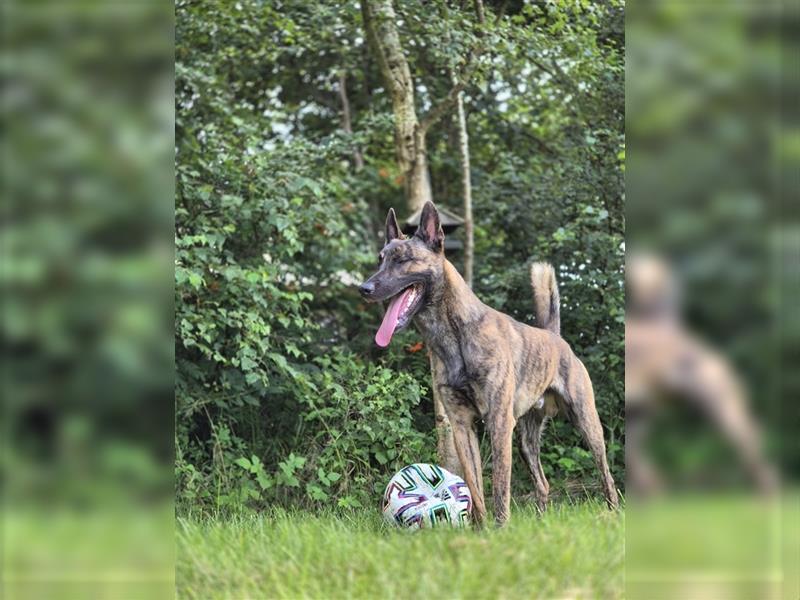 Malinois (X-Herder ) welpen