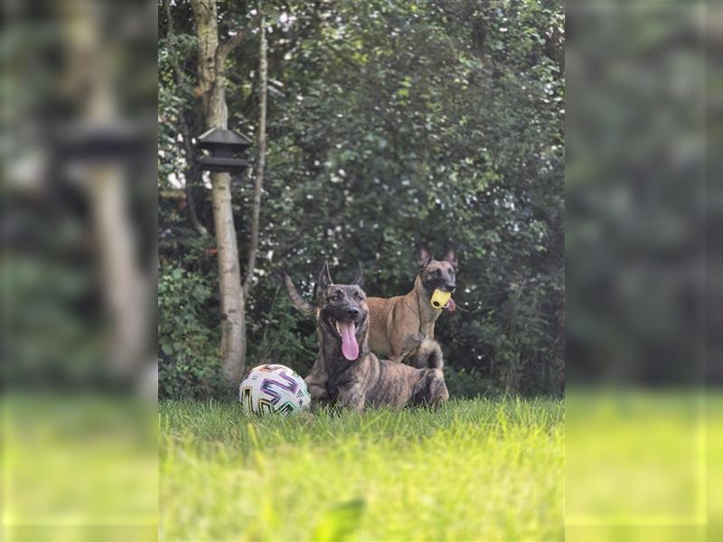 Malinois (X-Herder ) welpen