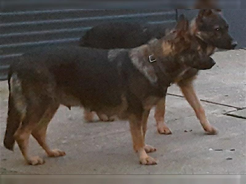 Malinois X DDR Ostdeutscher Schäferhund mit geradem Rücken EDEL-KREUZUNG