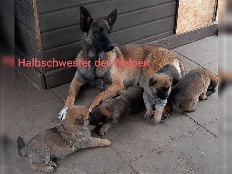 Malinois X DDR Ostdeutscher Schäferhund mit geradem Rücken EDEL-KREUZUNG