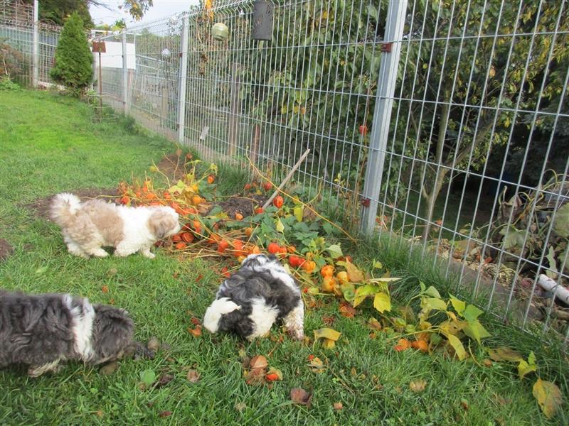 MalteserShihTzu Welpen