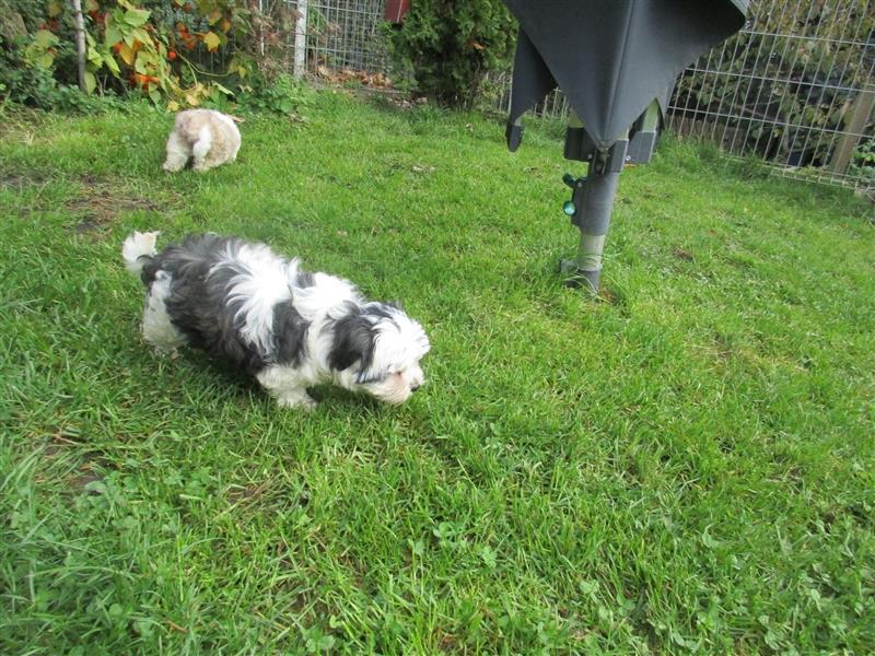 MalteserShihTzu Welpen