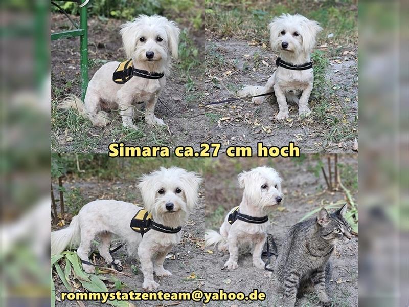 Simara sucht ein ruhiges Zuhause