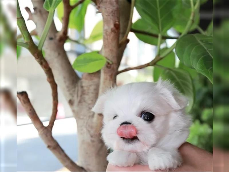 Bezaubernd REINRASSIGE Koreanische Malteser Püppchen Gesicht Junge