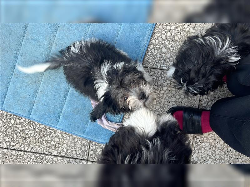 Bichon maltese Welpen 4 Mädchen und ein Junge