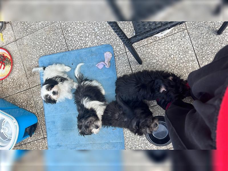 Bichon maltese Welpen 4 Mädchen und ein Junge