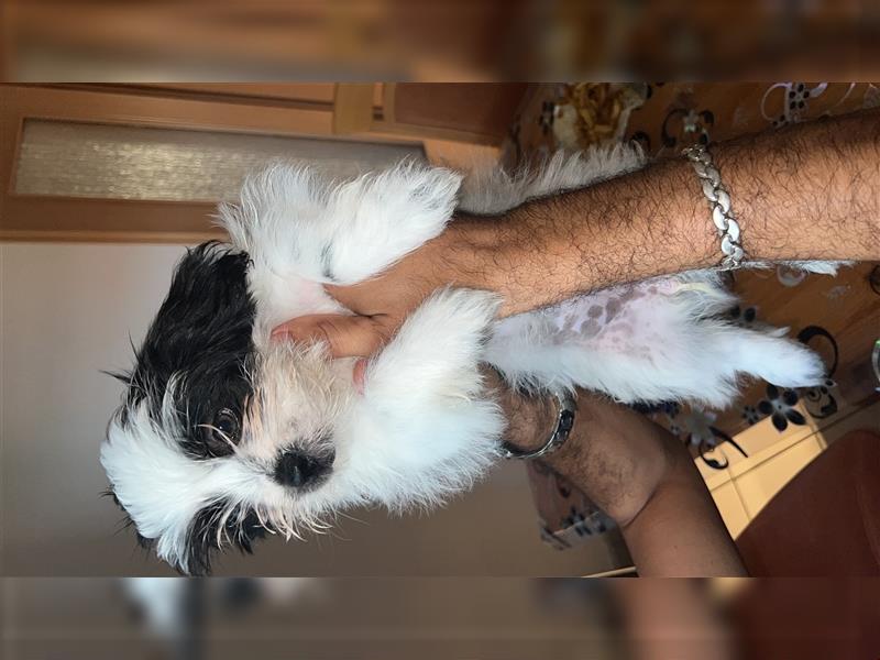 Bichon maltese Welpen 4 Mädchen und ein Junge