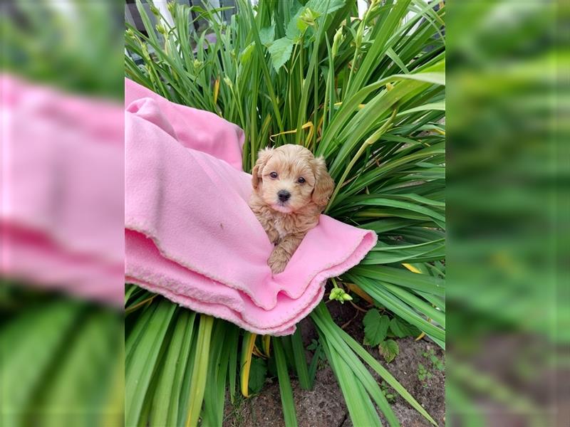 Suße Maltipoo in Apricot rot Farbe