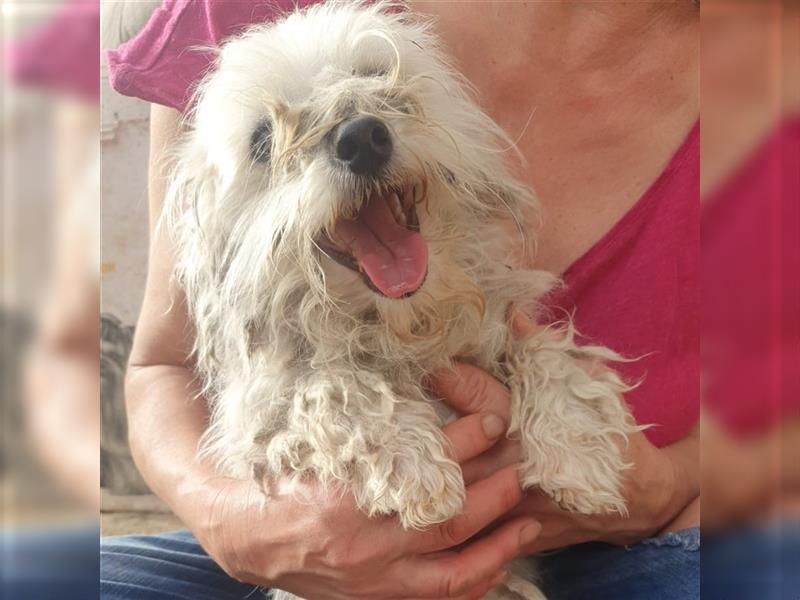 Zuckerbube Bommel - Malteser-Mischling, lieber Rüde, 2 Jahre, Tierschutz