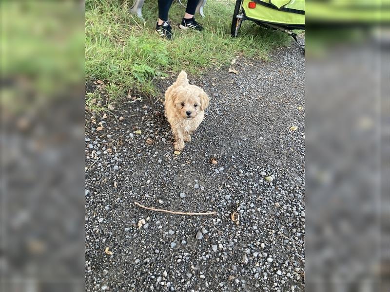 Maltipoo Welpe ( Junge ) geb. 22.07.2024 zu verk..