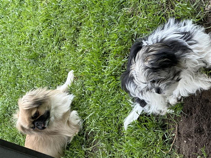 3x Malteser Pekinese