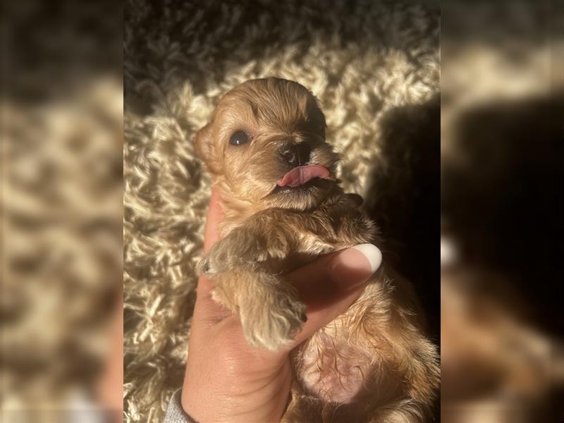 Wunderschöne Maltipoo Welpen suchen liebevolle Familie