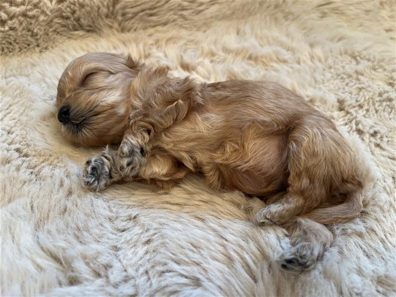 Wunderschöne Maltipoo Welpen suchen liebevolle Familie