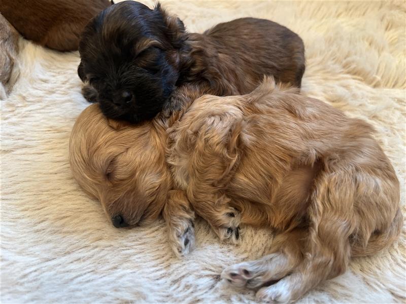 Wunderschöne Maltipoo Welpen suchen liebevolle Familie