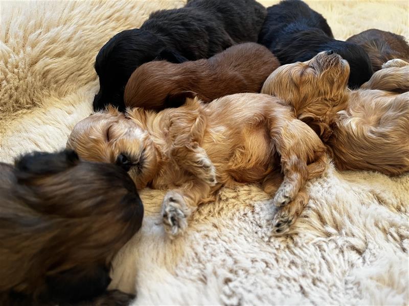 Wunderschöne Maltipoo Welpen suchen liebevolle Familie