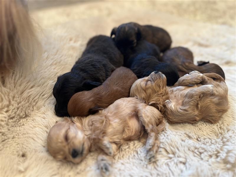 Wunderschöne Maltipoo Welpen suchen liebevolle Familie