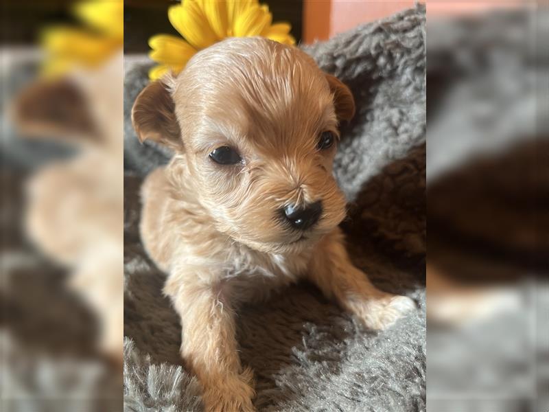 Wunderschöne Maltipoo Welpen suchen liebevolle Familie